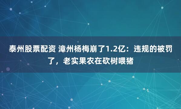 泰州股票配资 漳州杨梅崩了1.2亿：违规的被罚了，老实果农在砍树喂猪
